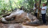 Bad times for wild animals in P’naruwa