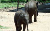 Most number of elephant calf births in Maharagama?