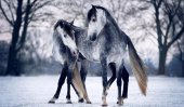 Haas captures wild beauty and elegance of horses