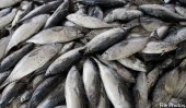 EU ban on Lankan fish exports to be lifted