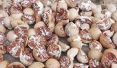 Arecanut re-export racket resumes!