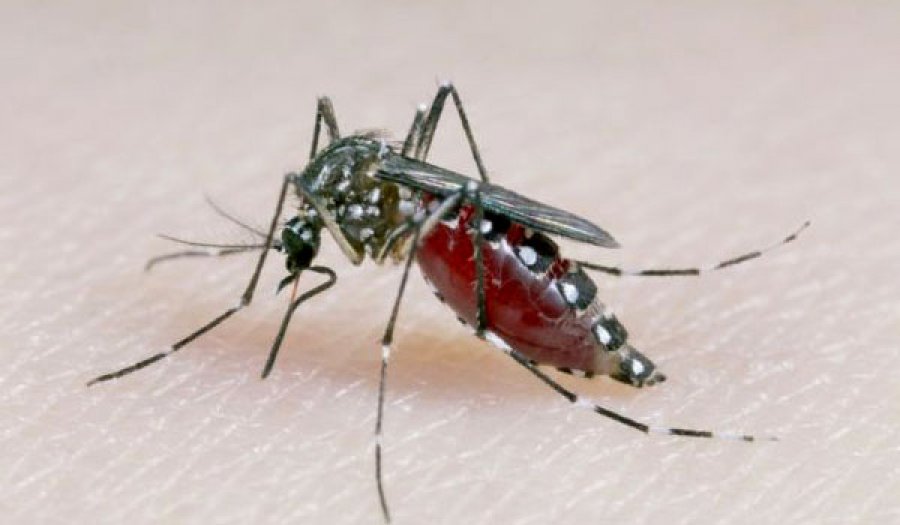 Mosquito army released in Zika fight in Brazil & Colombia
