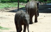 State abets keeping 2 baby jumbos illegally