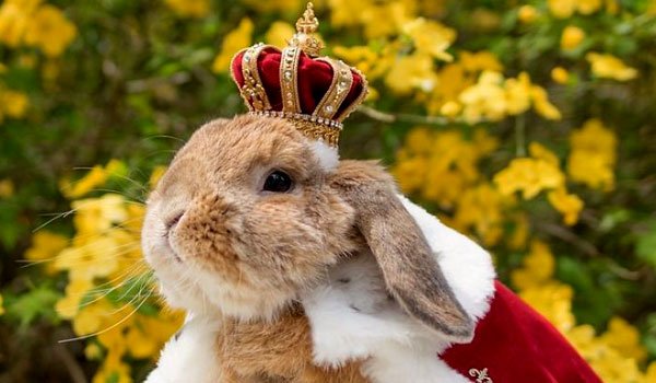 Meet PuiPui, world’s most stylish bunny