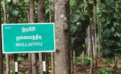 Govt. minister destroys M’tivu teak cultivation