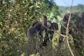 A pride of Udawalawa National Park (pics)
